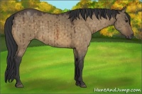 Horse Color:Buckskin Dun