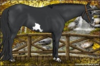Horse Color:Black Frame 