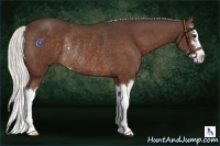 Horse Color:Silver Brown Sabino Splash Rabicano