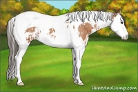 Horse Color:Bay Splash Tobiano Appaloosa and Bay Splash Tobiano Appaloosa