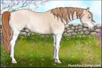 Horse Color:White Spotted Buckskin Pearl 