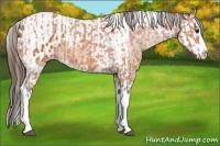 Horse Color:Bay Splash Tobiano Appaloosa  and Bay Splash Tobiano Appaloosa 