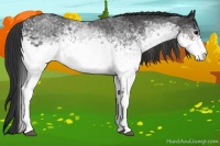 Horse Color:White Spotted Brown 