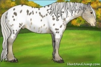 Horse Color:Silver Smoky Black Mushroom Near Leopard 
