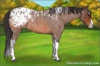 Horse Color:Bay Roan Splash Tobiano Appaloosa and Bay Roan Splash Tobiano Appaloosa