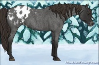 Horse Color:Liver Red Roan Appaloosa 