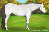 Horse Color:White Spotted Classic Champagne Ice Dun 