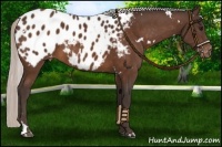 Horse Color:White Spotted Silver Brown Appaloosa