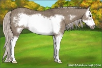 Horse Color:Silver Grullo Sabino Splash Frame 