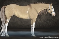 Horse Color:White Spotted Liver Red Dun Sabino Splash