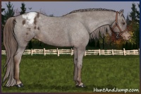 Horse Color:Liver Chestnut Appaloosa