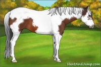 Horse Color:Bay Splash Tobiano Frame 
