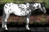 Horse Color:White Spotted Black Blanket Rabicano 