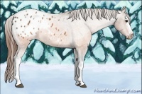 Horse Color:White Spotted Buckskin Pearl Appaloosa