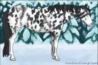 Horse Color:White Spotted Black Sabino Appaloosa 