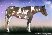 Horse Color:White Spotted Liver Chestnut 