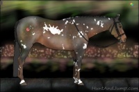 Horse Color:White Spotted Liver Chestnut 