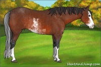 Horse Color:Bay Sabino Splash Rabicano