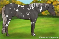 Horse Color:White Spotted Silver Black 