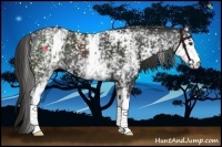 Horse Color:White Spotted Liver Chestnut