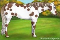 Horse Color:Chestnut Sabino Splash Frame 