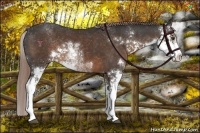 Horse Color:Liver Chestnut Sabino Appaloosa
