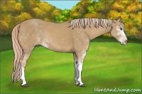 Horse Color:Palomino Sabino