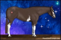 Horse Color:White Spotted Liver Chestnut 