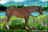 Horse Color:Liver Chestnut Sabino