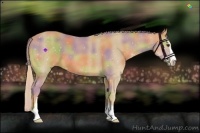 Horse Color:Nacre Palomino Sabino 