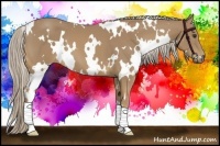 Horse Color:White Spotted Palomino 
