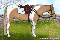 Horse Color:Palomino Tobiano