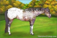 Horse Color:Nacre Bay Ice Appaloosa 