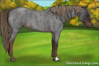Horse Color:Liver Red Roan 