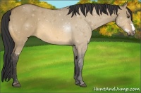 Horse Color:Buckskin Dun