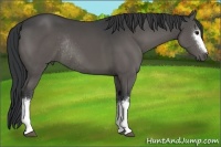 Horse Color:White Spotted Black Rabicano 