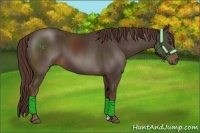 Horse Color:Liver Chestnut 