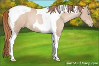 Horse Color:Buckskin Pearl Tobiano 