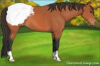 Horse Color:Bay Appaloosa 