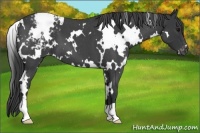 Horse Color:White Spotted Blue Roan Appaloosa 