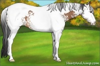 Horse Color:White Spotted Buckskin Tobiano 