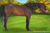Horse Color:Brown 