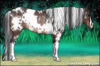 Horse Color:White Spotted Brown Rabicano