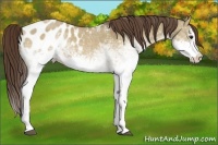 Horse Color:White Spotted Buckskin Dun Sabino Splash Appaloosa 