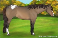 Horse Color:Brown Dun Sabino Blanket 