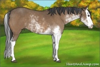 Horse Color:Bay Dun Sabino Splash 