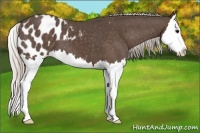 Horse Color:Silver Black Splash Appaloosa 