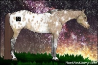 Horse Color:White Spotted Bay Ice Dun Appaloosa 