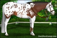 Horse Color:Bay Splash Near Leopard 