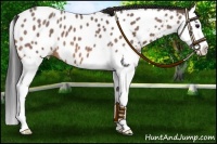 Horse Color:Bay Roan Splash Appaloosa 